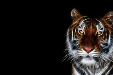 Animals Wallpapers, HD, Widescreen, Desktop Backgrounds, 1920X1080 ...