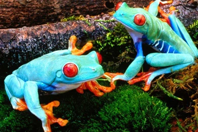 Frogs Animal Wallpapers Hd Animal Wallpapers