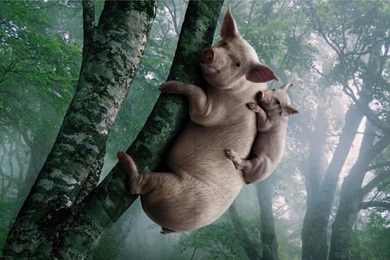 Animals Wallpapers For Desktop Free 21 Backgrounds Wallpapers ...