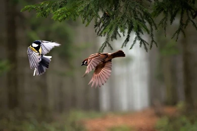 Hd Animal Wallpapers, Wild Life, Animal Desktop Images, Download ...