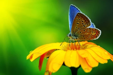 Wild Animal Wallpapers, Animal Planet, Desktop Images, Cute ...