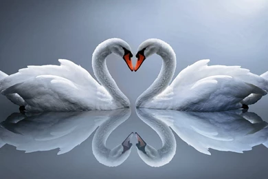 Animals Wallpapers_animal Wallpapers_download Free Wallpapers