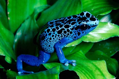 HD Animals Wallpapers   Wallpapers Mela