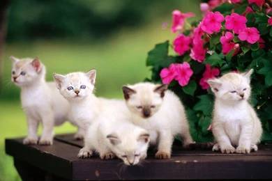 Cute Animals HD Wallpapers