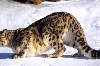 Animal Wallpapers, Hd Animal Images, Free Animal Photos, Natural ...