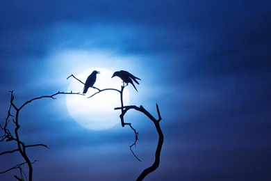 Wild Animal Wallpapers, Animal Kingdom, Animal Planet, Desktop ...