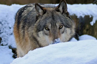 Animal Wallpapers, Wild Animal Wallpapers, Animal Kingdom, Cool ...