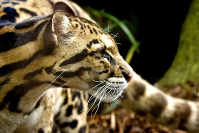 Animal Wallpapers, Wild Animal Wallpapers, Animal Kingdom, Animal ...