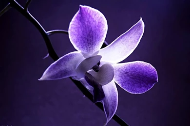 Providing Pics For Computer Backgrounds To Make Your Computer Looks ...