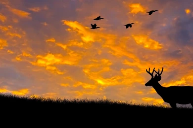 BOW HUNTING Archery Archer Bow Arrow Hunting Weapon Wallpapers ...