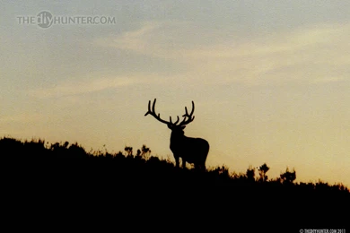 The DIY Hunter   A Do It Yourself Hunter's Hunting And Shooting ...