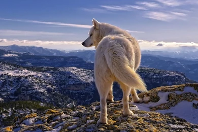 White Wolf Wallpapers   Animal Wallpapers