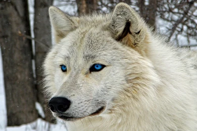 Top White Wolf With Blue Eyes Images For Pinterest