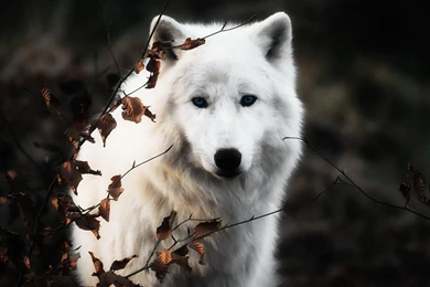 White Wolf Wallpapers By TheWolfRomeo On DeviantArt