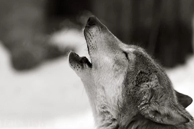 Images of a white wolf wallpapers   HD Wallpapers .NU