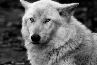Lone White Wolf Wallpapers   (