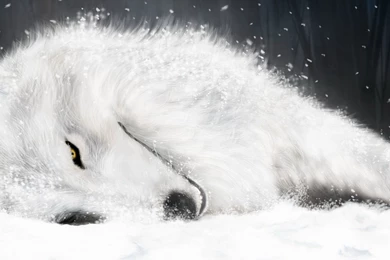 Fallen White Wolf Wallpapers   Digital Art Wallpapers