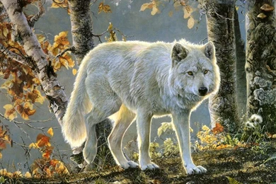 WHITE WOLF WALLPAPER   (