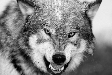 Black And White Wolf Pictures   Desktop Backgrounds