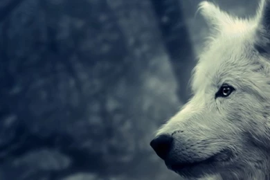 White Wolf S4 Wallpapers