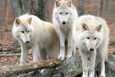 White Wolves Wallpapers   Animal Wallpapers