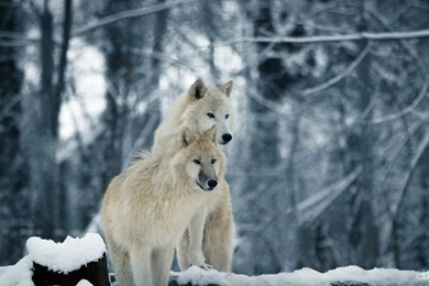 White Wolves   Wallpapers By Cluster5020 On DeviantArt