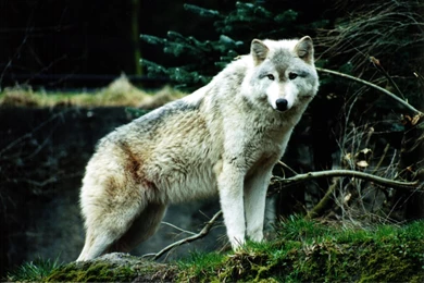 The White Wolf >> HD Wallpaper, Get It Now!