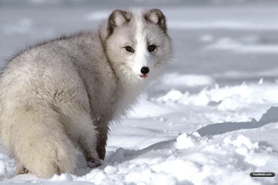 YouWall   White Wolf Wallpapers   Wallpaper,wallpapers,free ...