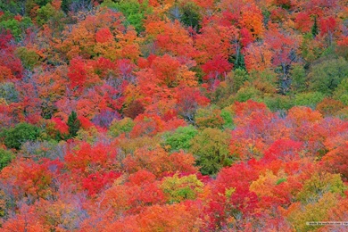 Fall Leaves Wallpapers   Vivid Foliage Wallpapers 1680x1050 NO.22 ...