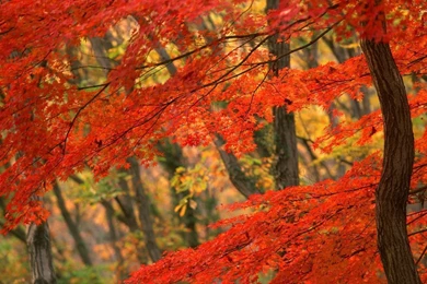 Pemandangan: Autumn Leaves Wallpapers
