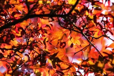 Golden Leaves   Fall Backgrounds Wallpapers