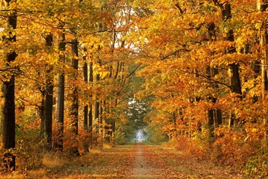 Wallpapers For Computer Wallpapers Nature Fall