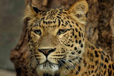 Leopard Wallpapers STAY007