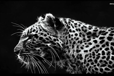 Leopard Wallpapers   Digital Art Wallpapers