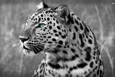 Leopard Wallpapers   Animal Wallpapers