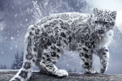 White Leopard Wallpapers