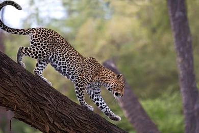Leopard Wallpapers