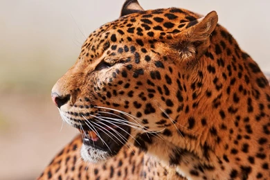 Leopard Wallpapers HD STAY007