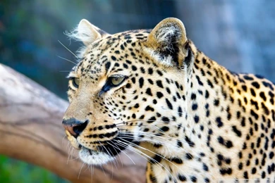 Free Animal HD Wallpaper Backgrounds (154)