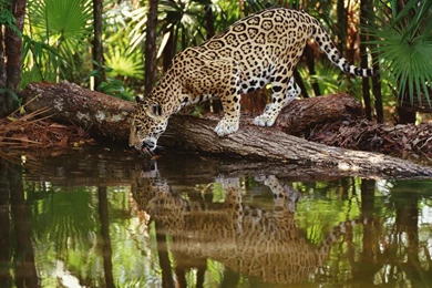 Leopard Wallpapers