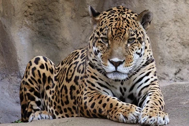 Leopard Computer Wallpapers, Desktop Backgrounds