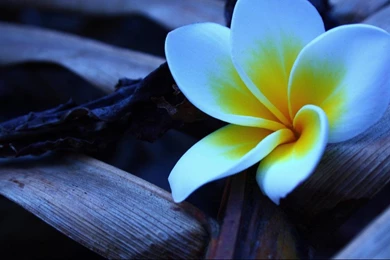 Wallpapers 1366X768 Full Hd   HD Wallpapers And Pictures