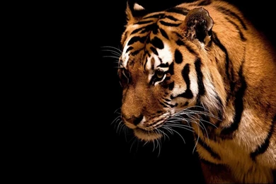 Tiger Hd Desktop Wallpapers 1366x768 Hd Wallpapers Widescreen