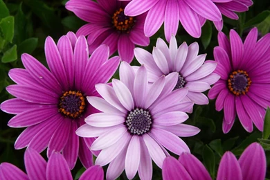 40 Beautiful Flower Wallpapers For Your Desktop