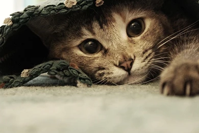 Cat Wallpapers Widescreen   PowerballForLife