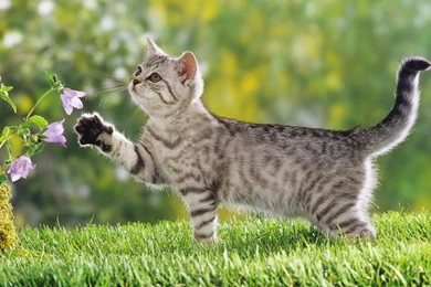 Cat Desktop Wallpapers   , New Wallpapers, New Wallpapers