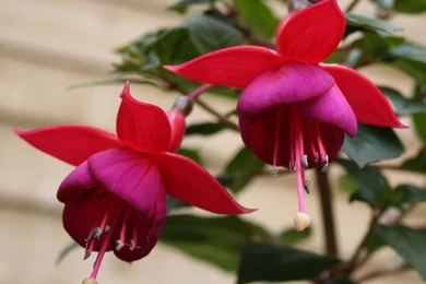 Desktop background flowers wallpapers 21.jpg