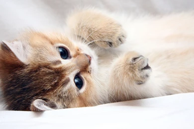 Download Wallpapers 3840x2160 Cat, Kitten, Cute, Foot, Face 4K ...