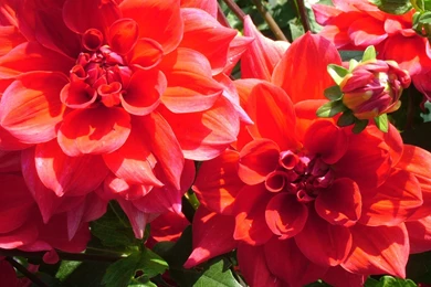 Dahlia Flower Desktop Wallpaper, Dahlia Flower Images, New Wallpapers