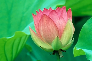 Lotus Flower Desktop Wallpapers